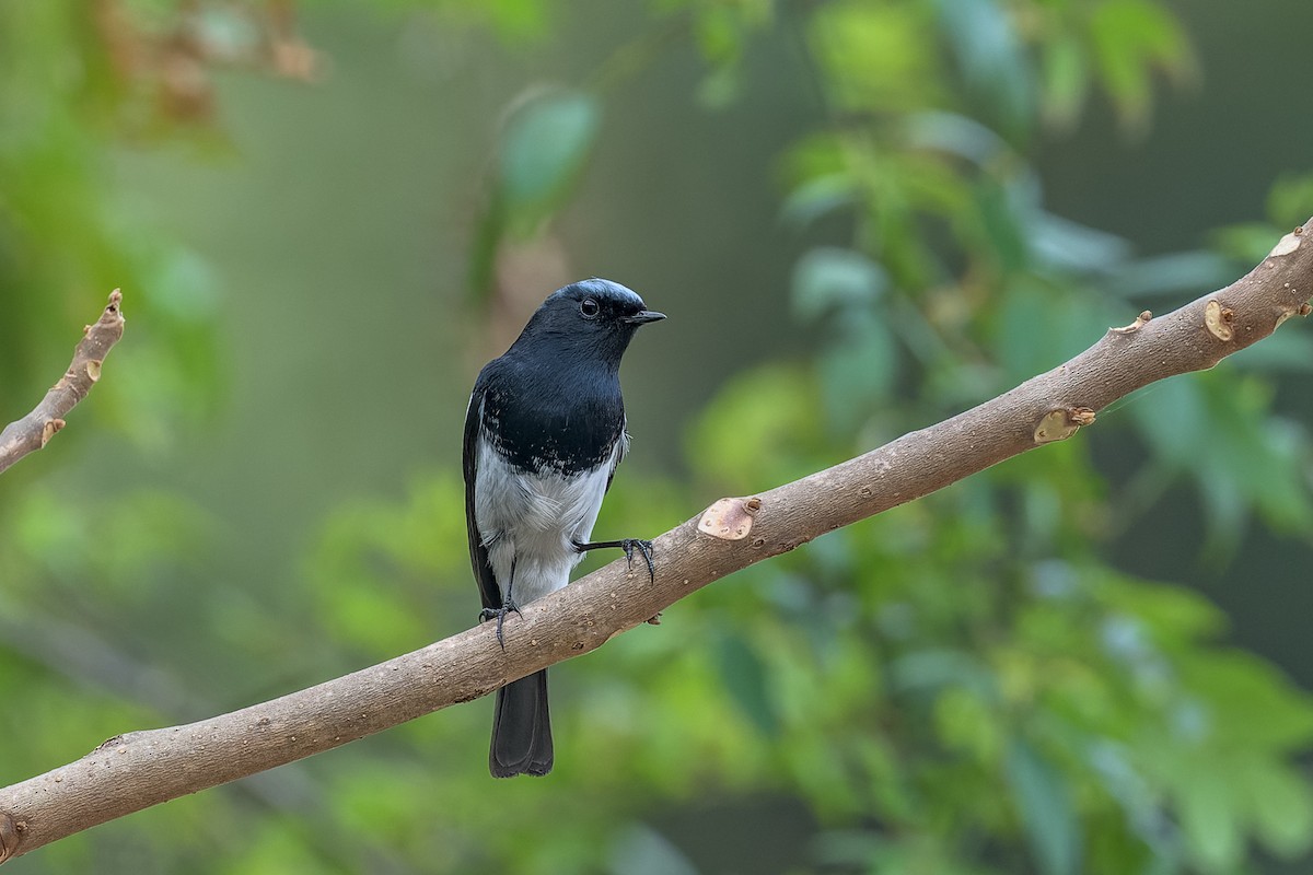 Blue-capped Redstart - ML449996891