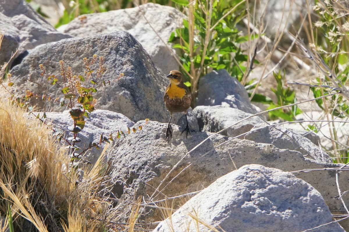 Yellow-headed Blackbird - ML449996971