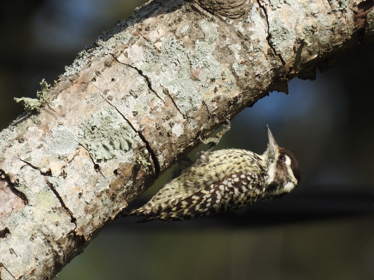 Checkered Woodpecker - ML449997231