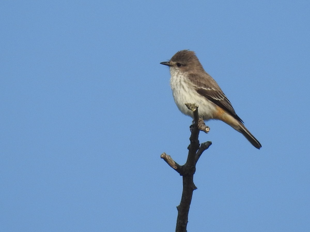 Vermilion Flycatcher - Maximiliano Sager