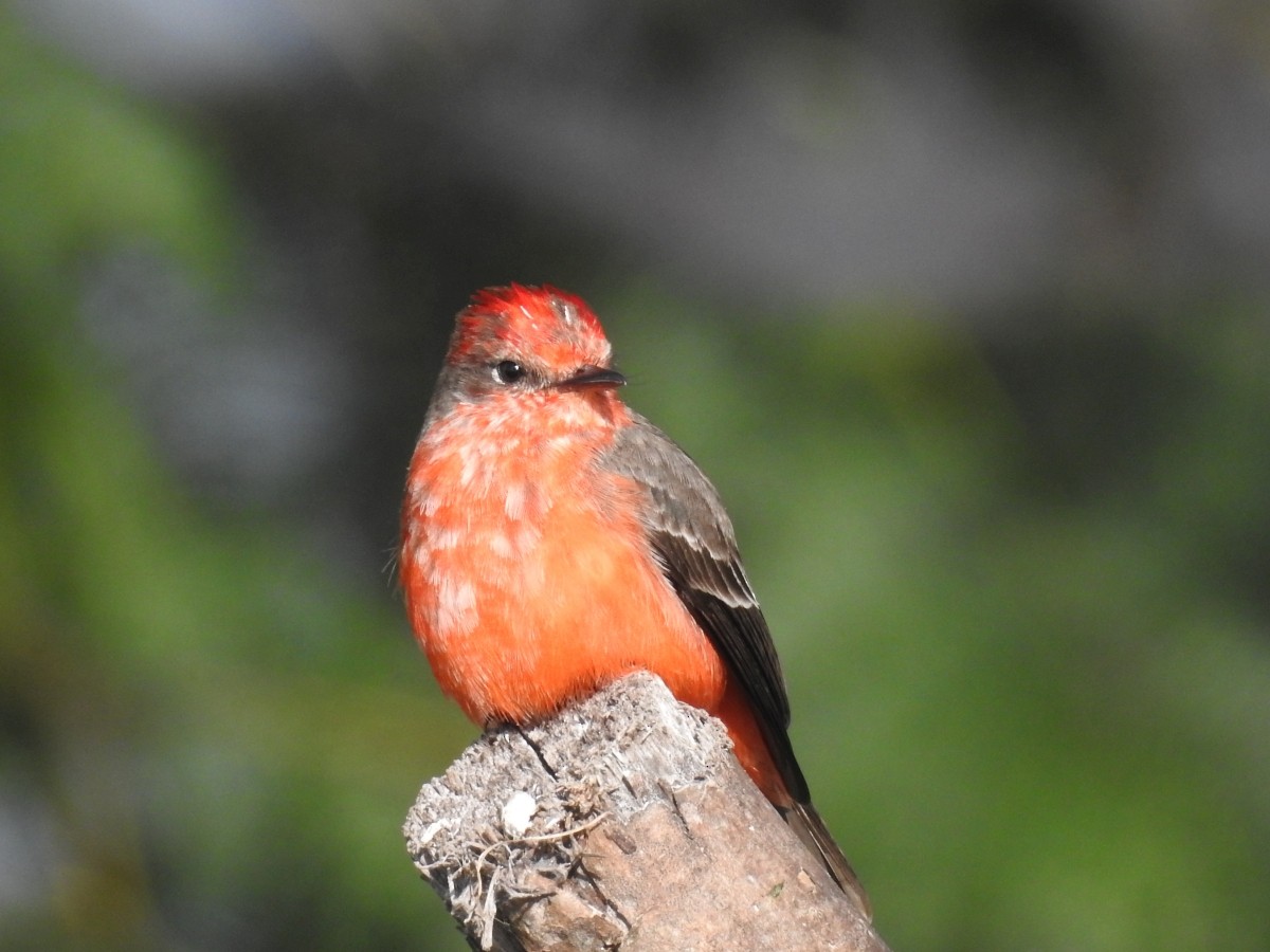 Vermilion Flycatcher - ML449997561