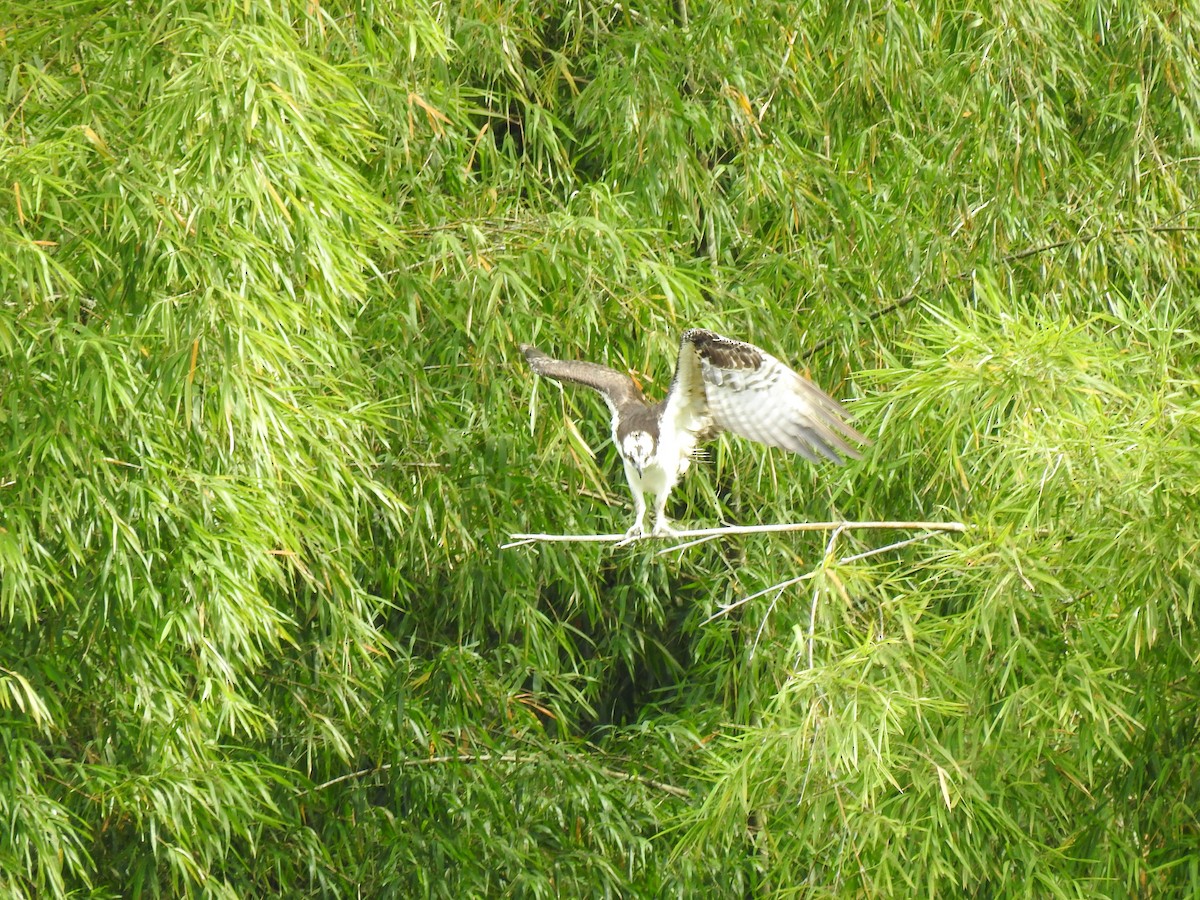 Águila Pescadora - ML449997601