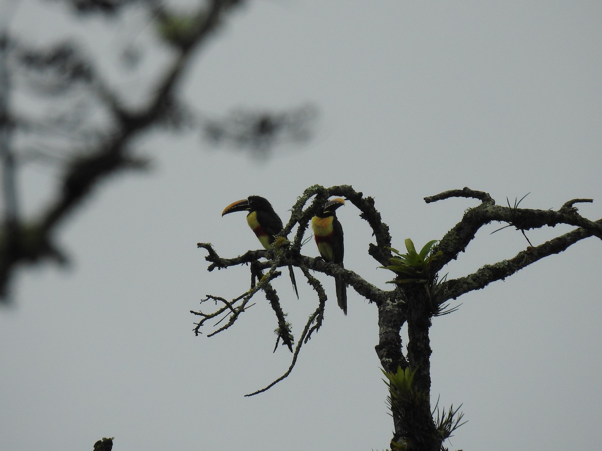 Chestnut-eared Aracari - María Cristina Trujillo Figueroa