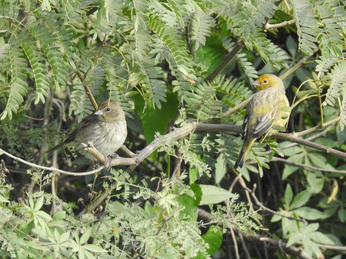 Saffron Finch - Maximiliano Sager