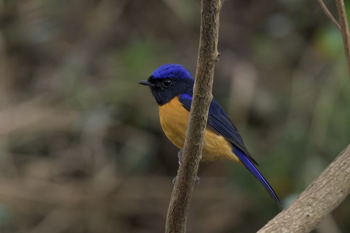 Rufous-bellied Niltava - ML449999021