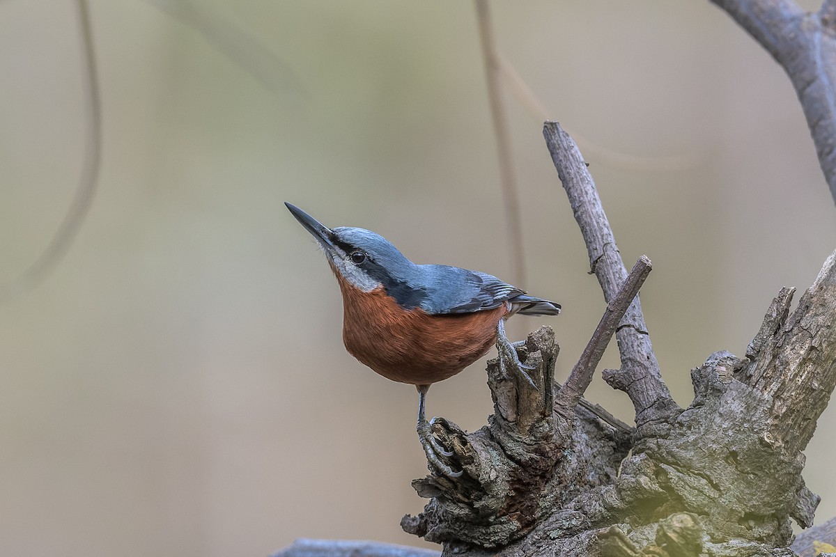 Chestnut-bellied Nuthatch - ML449999271