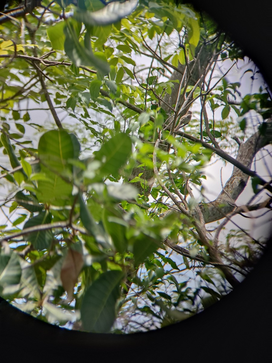 Northern Mouse-colored Tyrannulet - Sebastian Mobayed