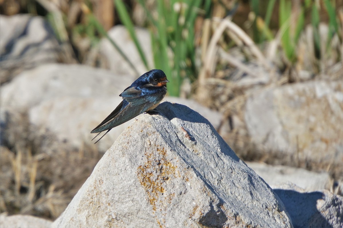 Barn Swallow - ML449999381