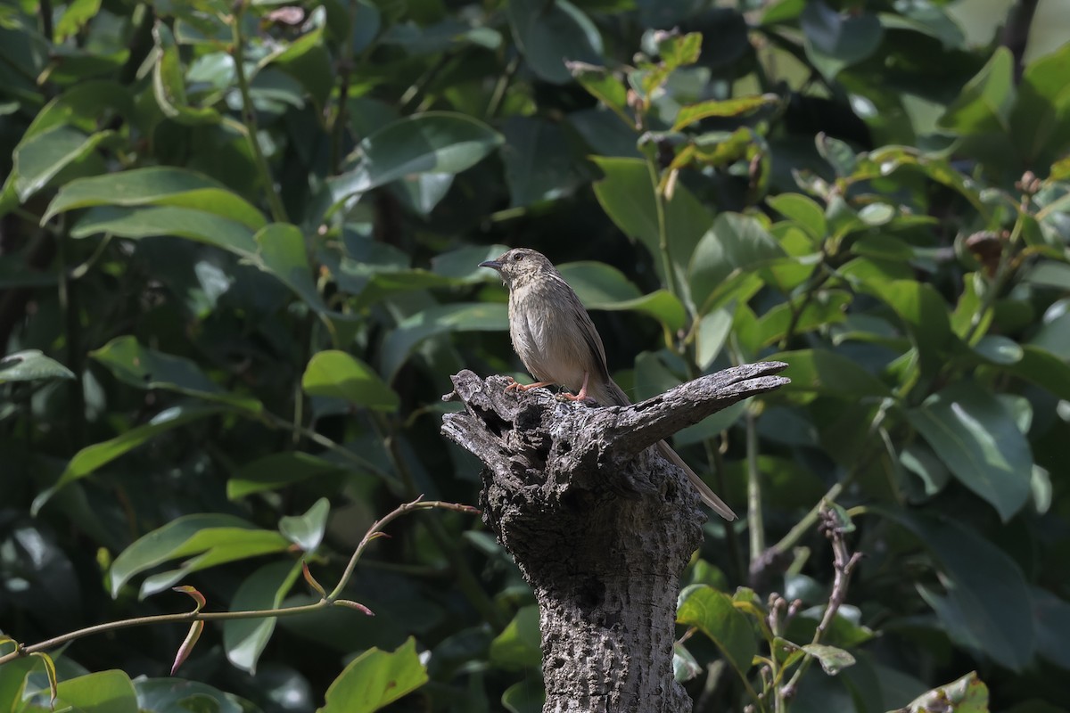 Prinia del Himalaya - ML450001291