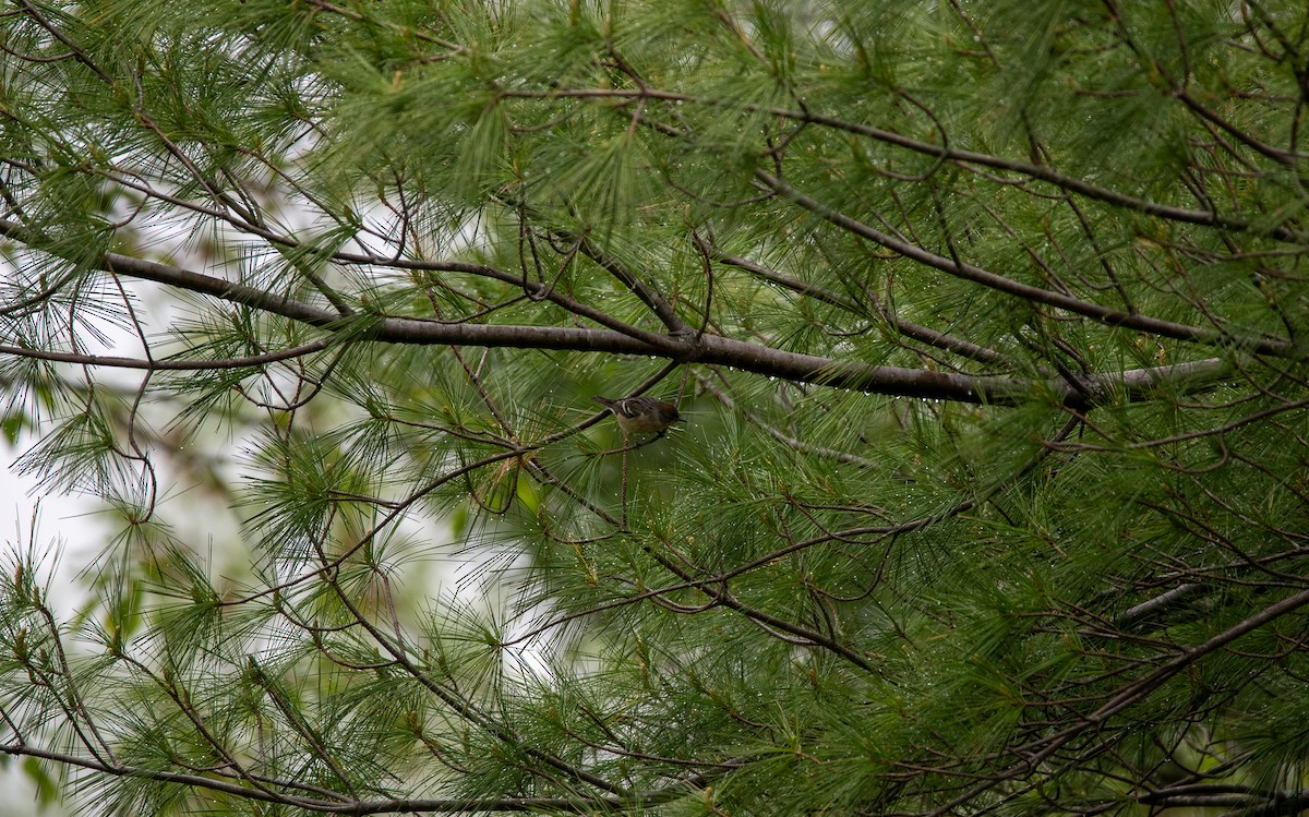 Bay-breasted Warbler - Atticus Soehren