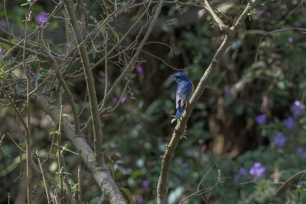 Himalayan Bluetail - ML450001391