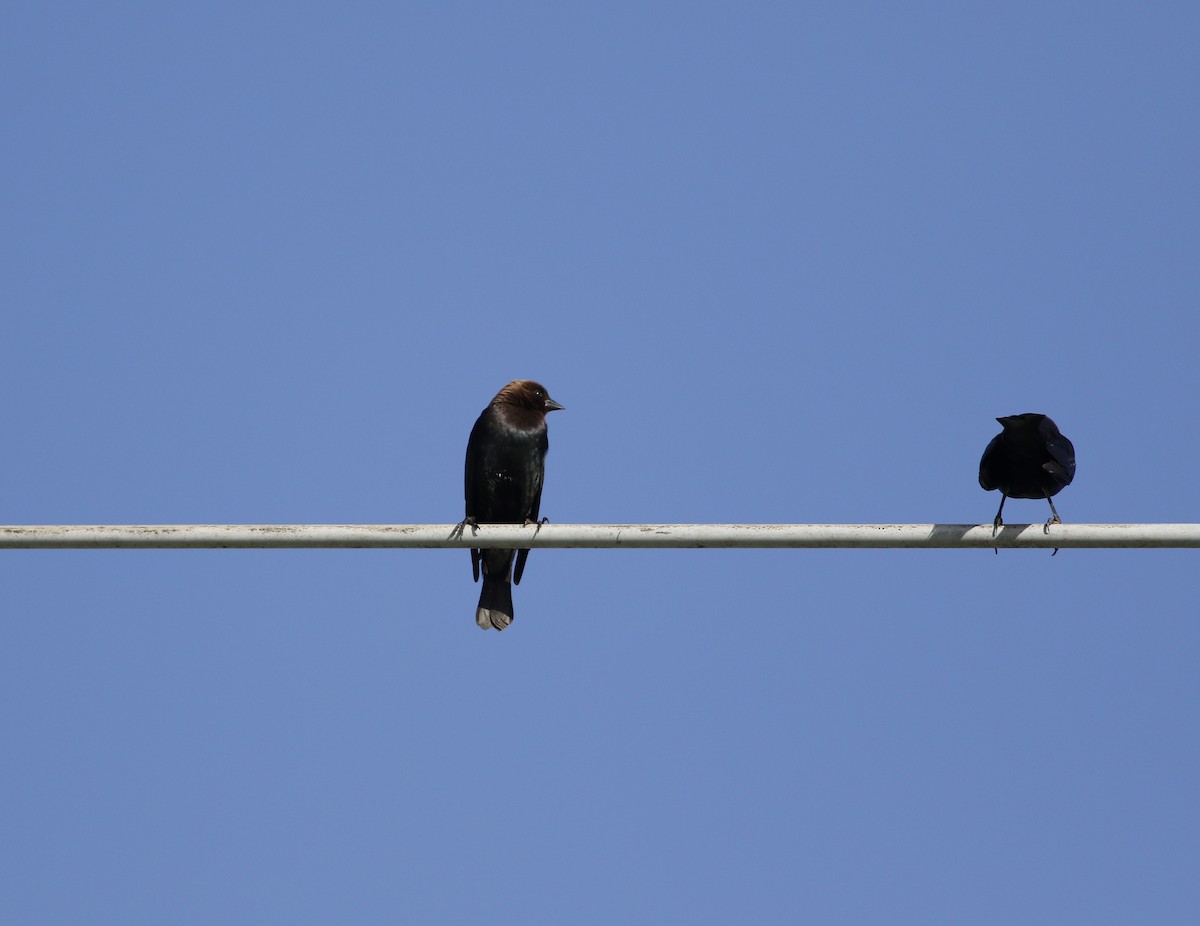 Brown-headed Cowbird - ML45000151