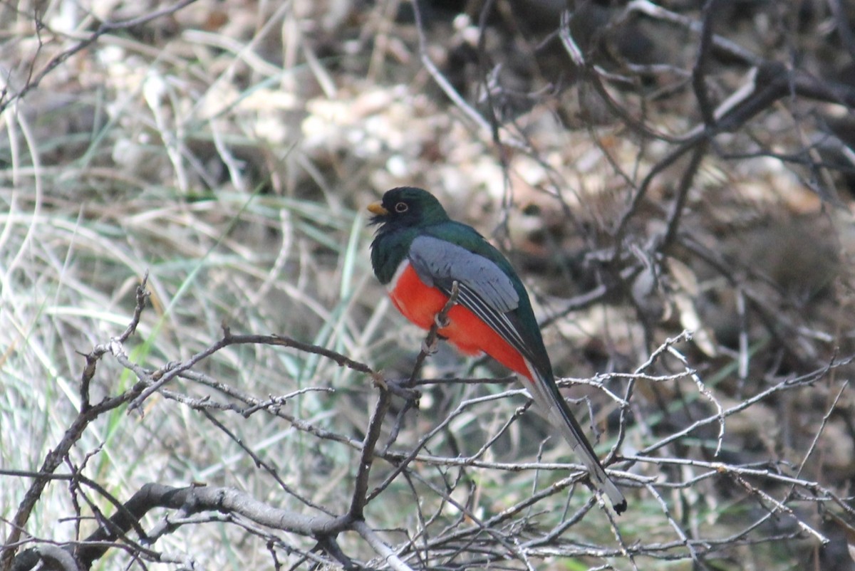 Coppery-tailed Trogon - ML450001731