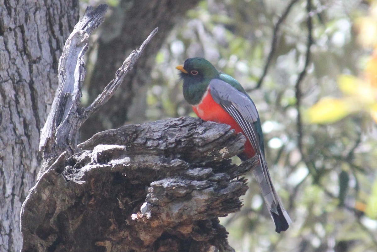 Coppery-tailed Trogon - ML450001751