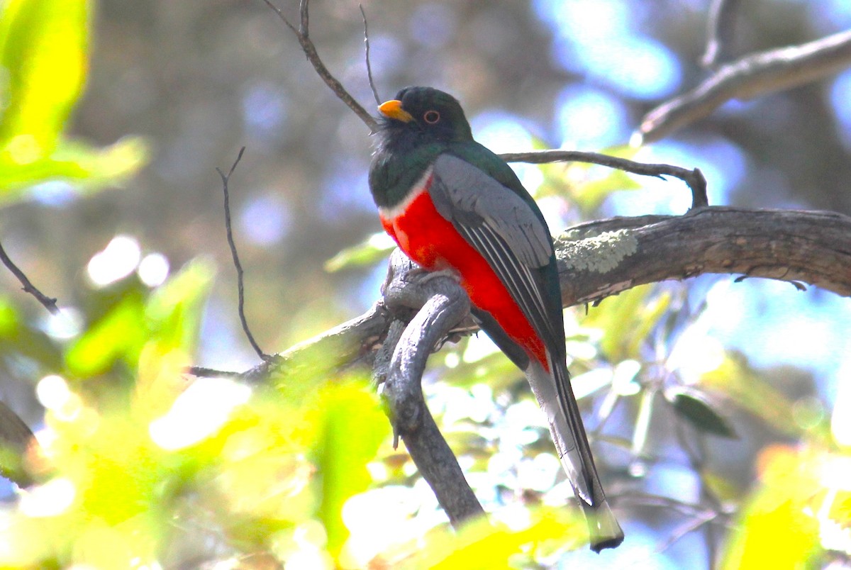 Coppery-tailed Trogon - ML450001761