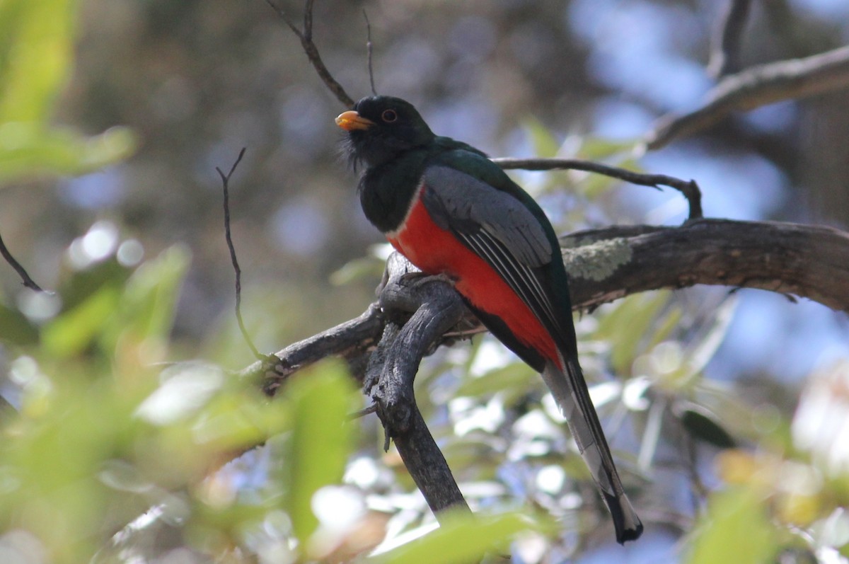 Coppery-tailed Trogon - ML450001781
