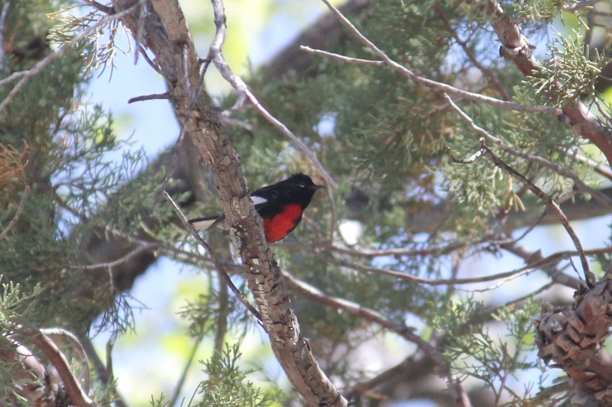 Painted Redstart - ML450001941