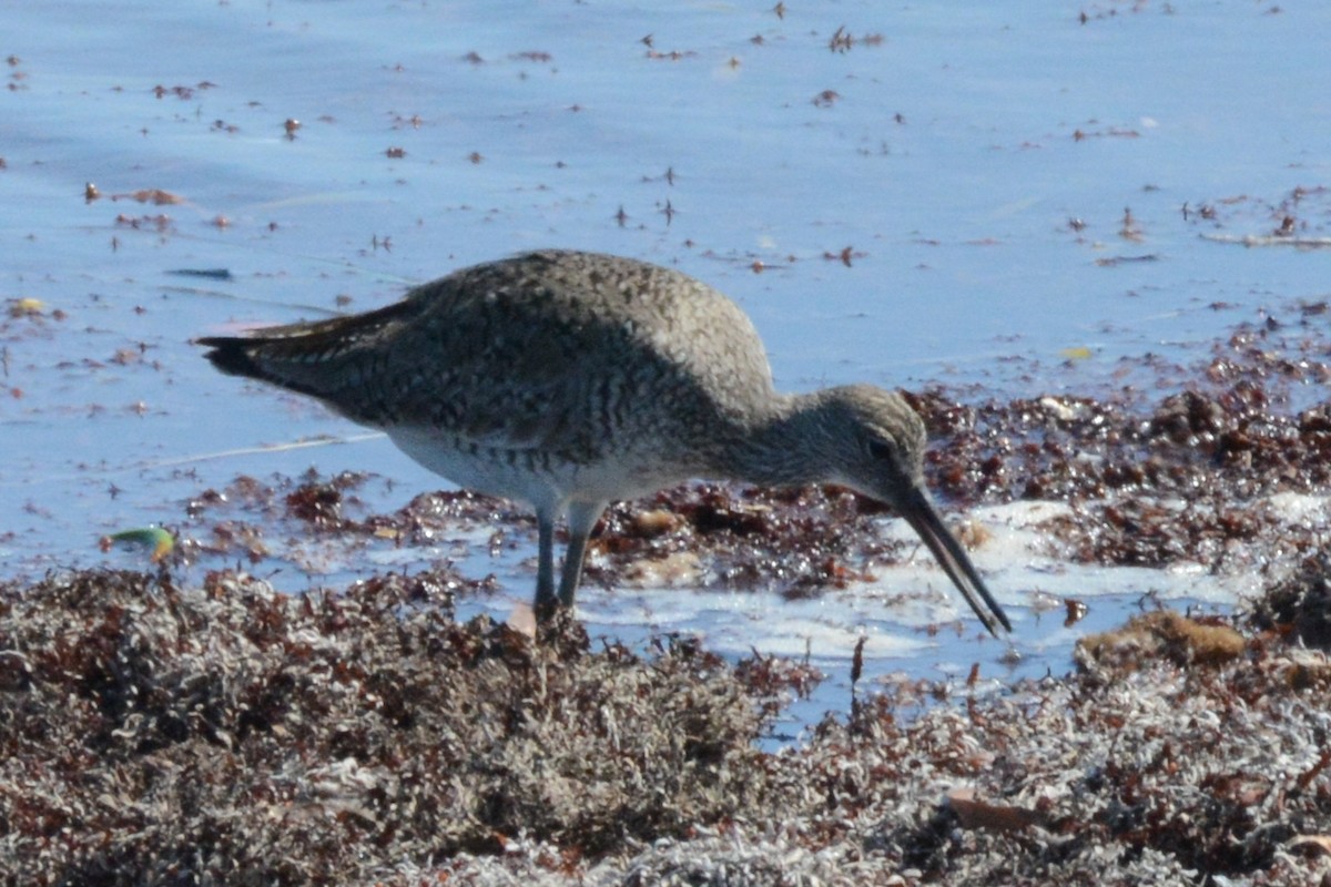 Willet - Cathy Pasterczyk