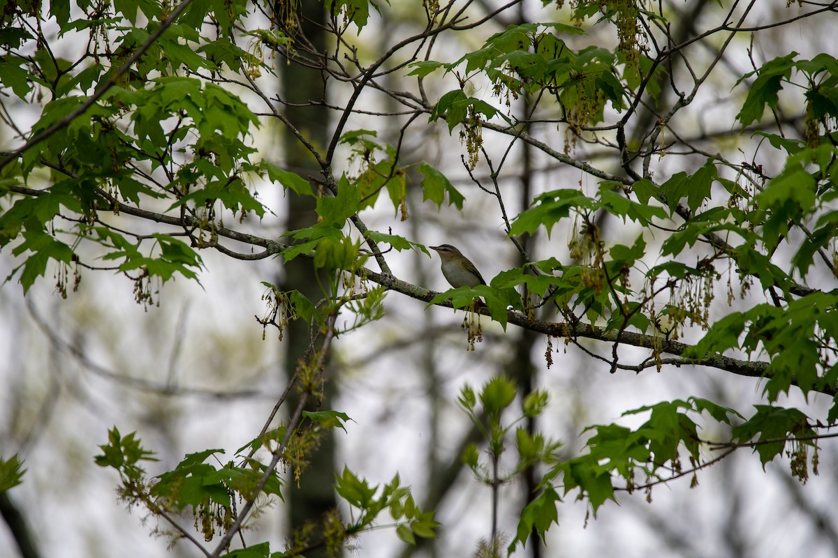 Red-eyed Vireo - ML450002191
