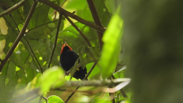 Manakin à cuisses jaunes - ML450002221