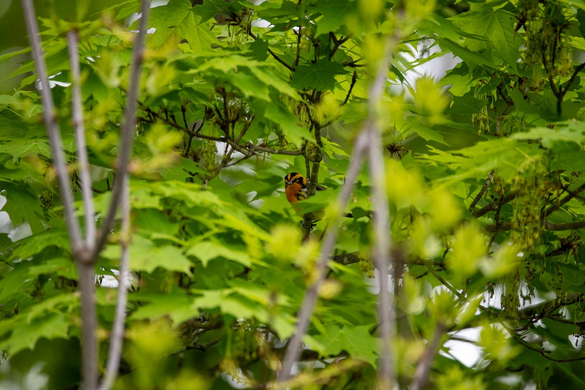 Blackburnian Warbler - ML450002751