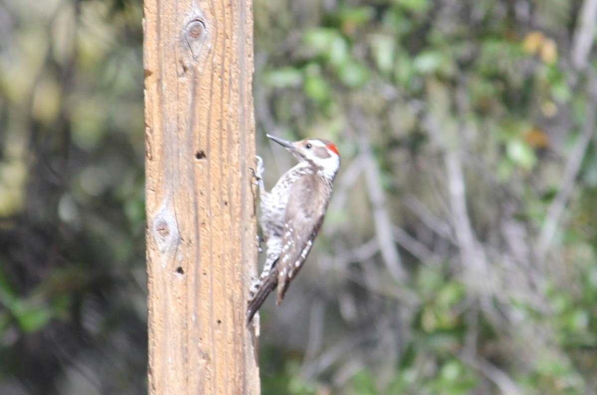 Arizona Woodpecker - ML450002821