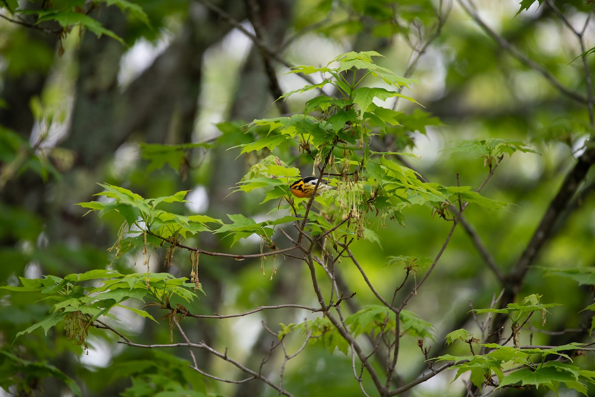 Blackburnian Warbler - ML450002871