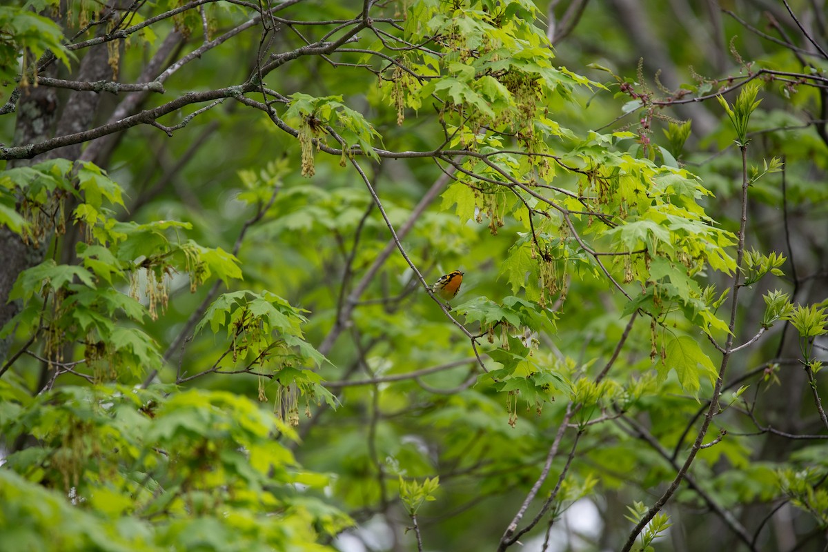 Blackburnian Warbler - ML450002881