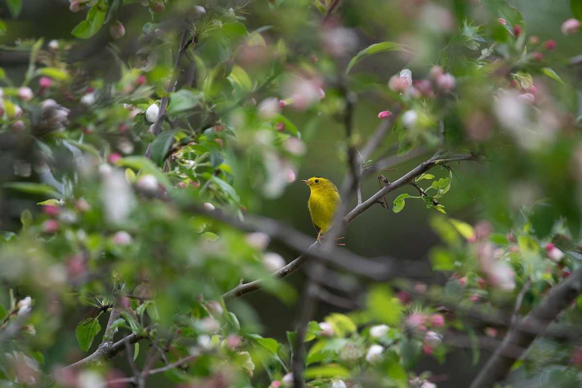 Wilson's Warbler - ML450002991