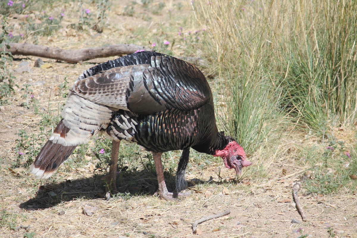 Wild Turkey - ML450003121