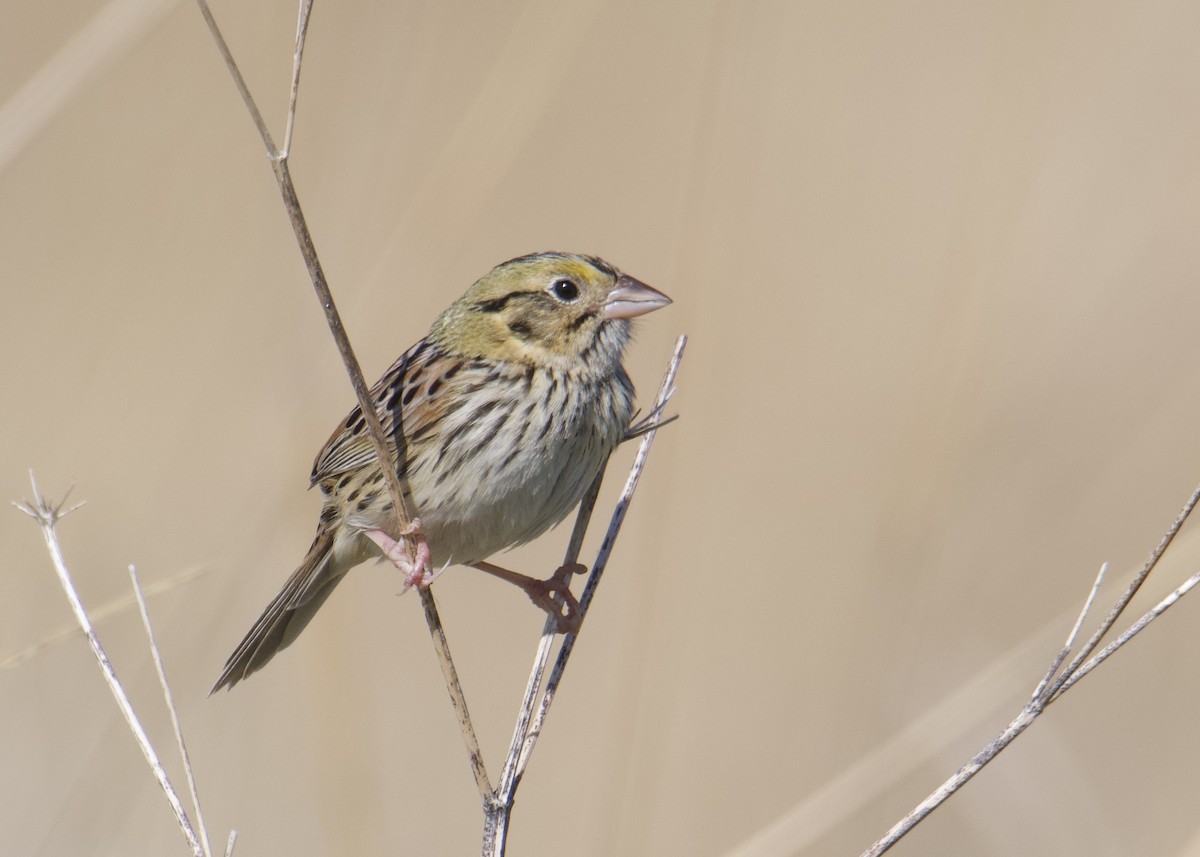 Henslow's Sparrow - ML450003471