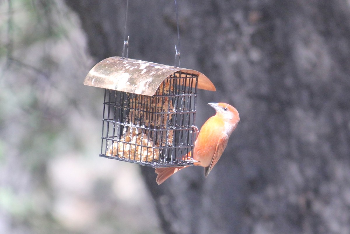 Hepatic Tanager - ML450003921