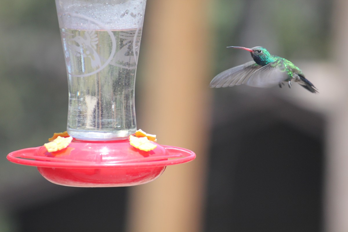 Broad-billed Hummingbird - ML450004551