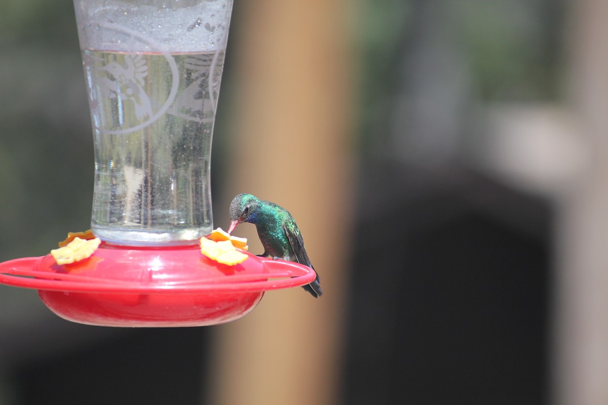Broad-billed Hummingbird - ML450004561