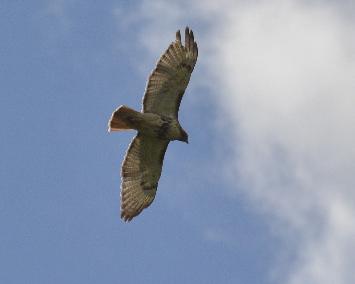 Red-tailed Hawk - ML450004711