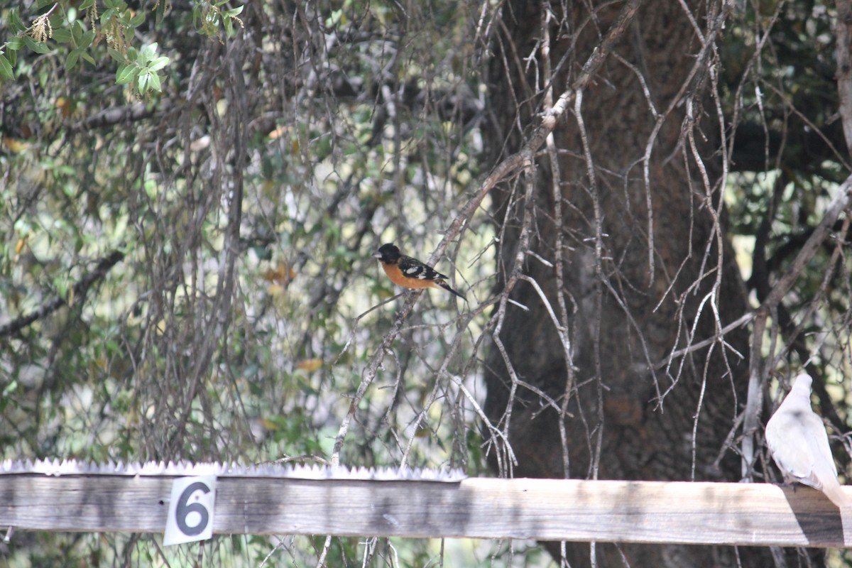 Black-headed Grosbeak - ML450004841