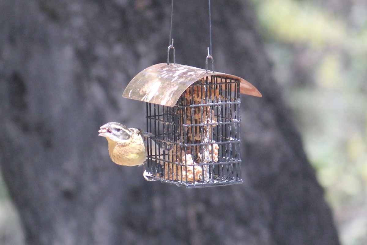 Black-headed Grosbeak - ML450005281