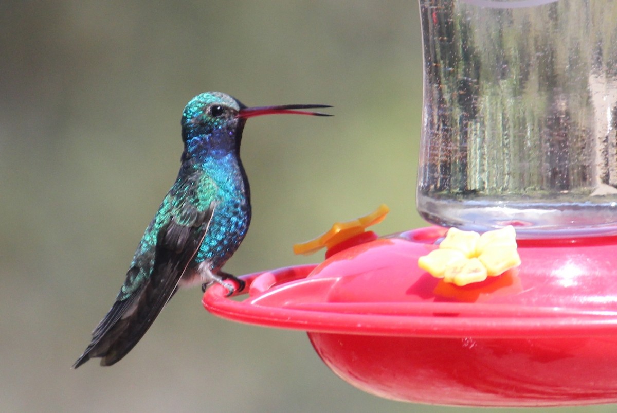 Broad-billed Hummingbird - ML450005771
