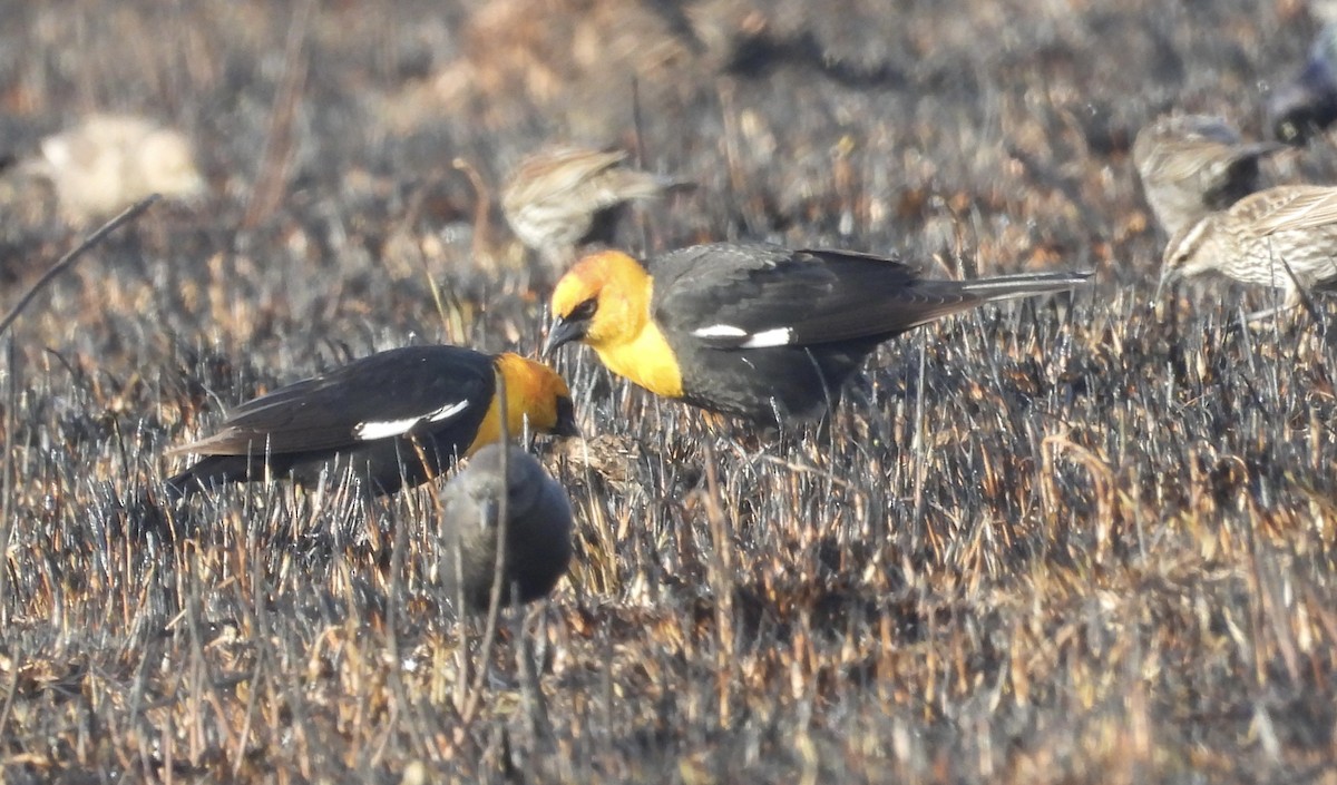 Yellow-headed Blackbird - ML450005881