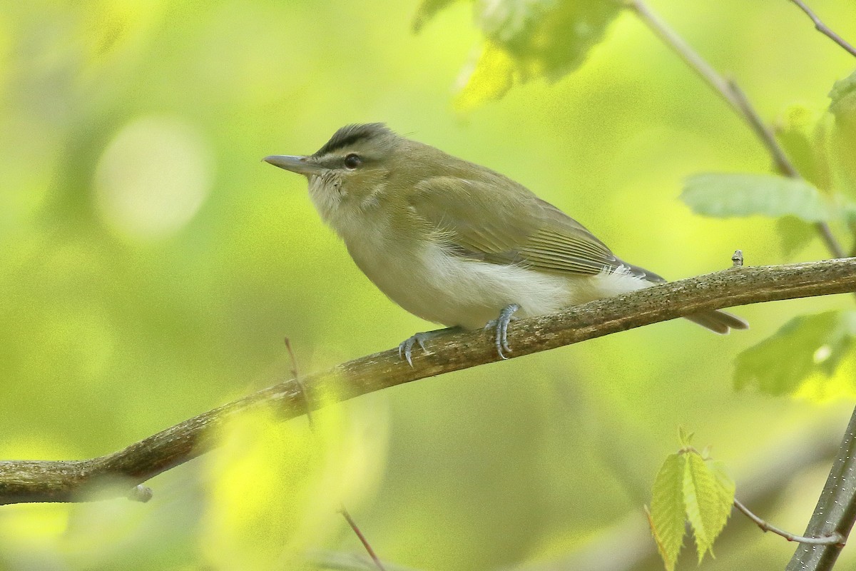 Red-eyed Vireo - ML450006381