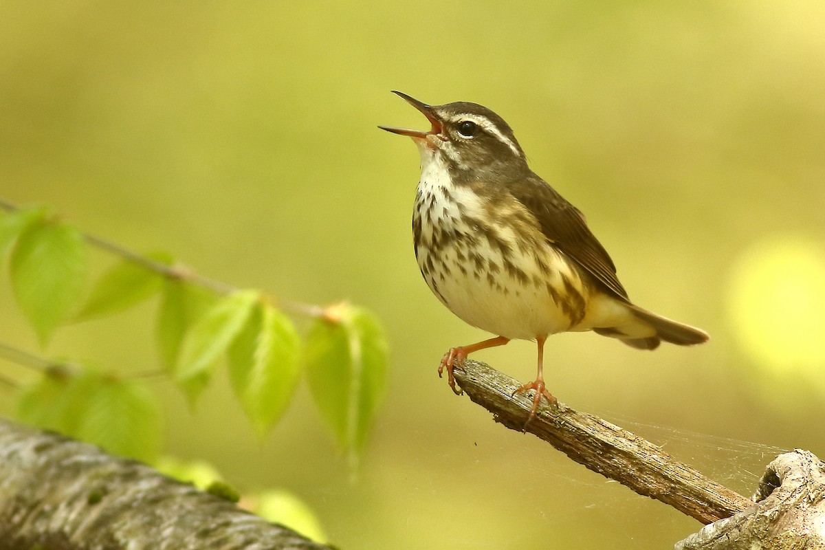 Louisiana Waterthrush - ML450006711