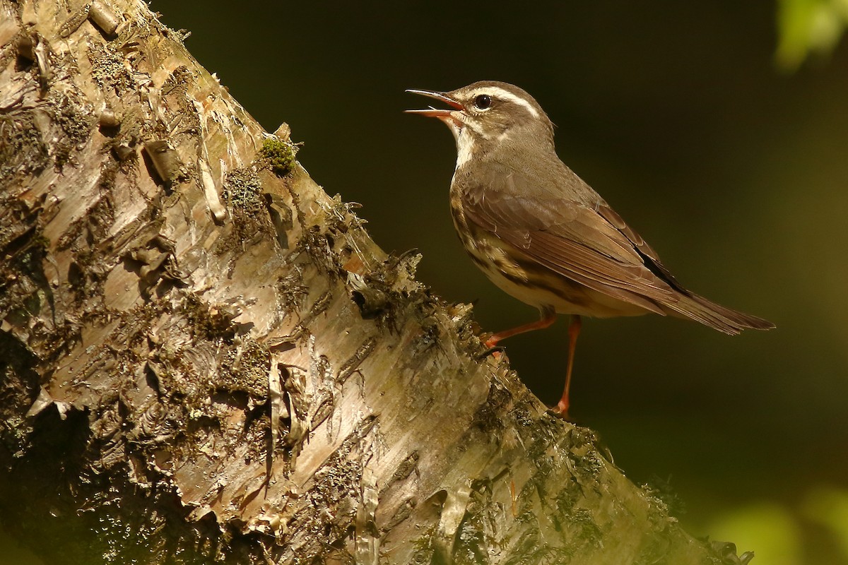 Louisiana Waterthrush - ML450006721