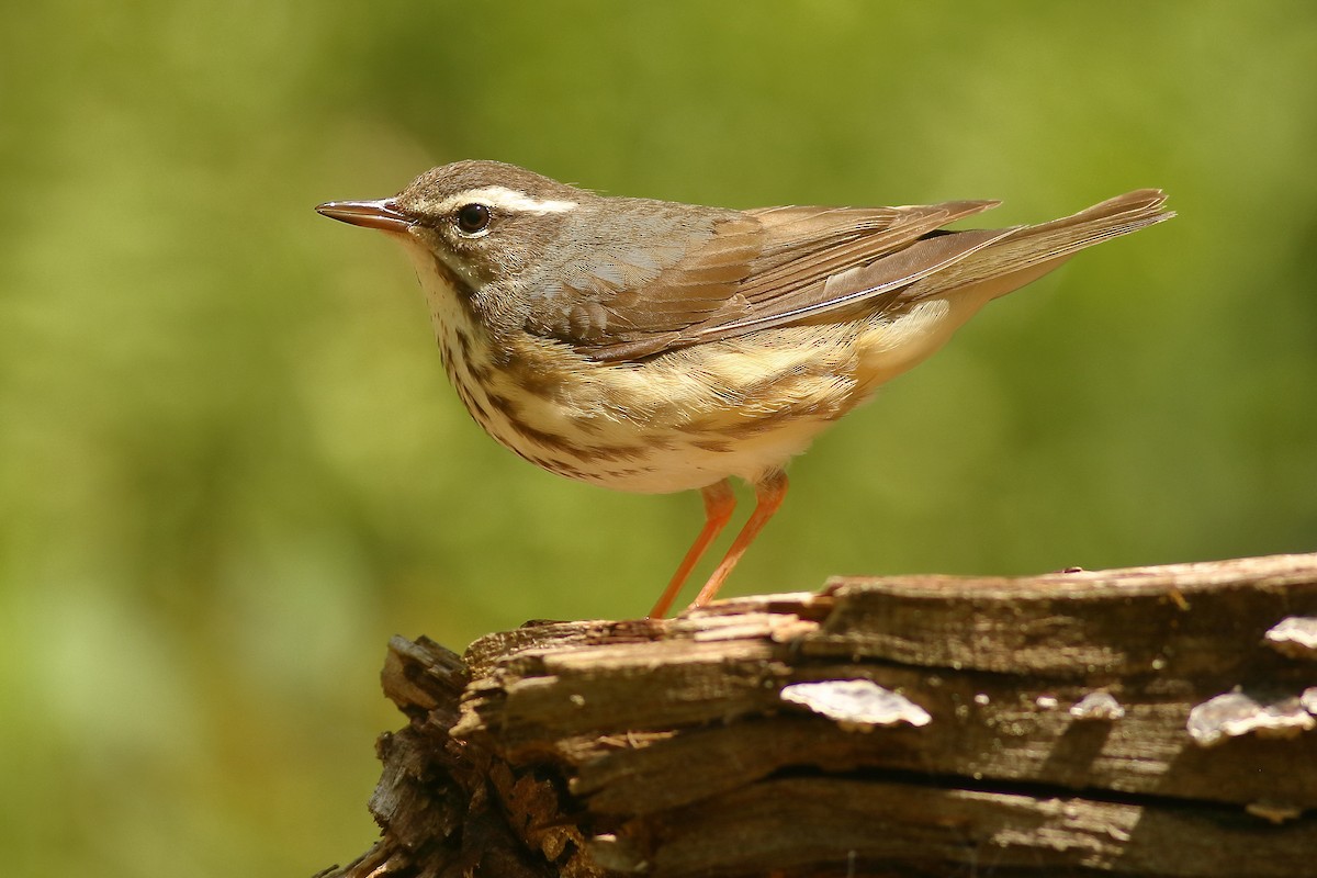 Louisiana Waterthrush - ML450006751