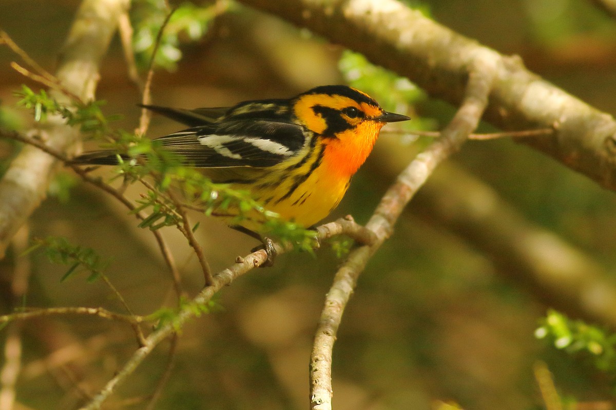Blackburnian Warbler - ML450006781