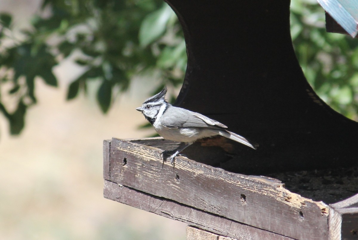 Bridled Titmouse - ML450006841