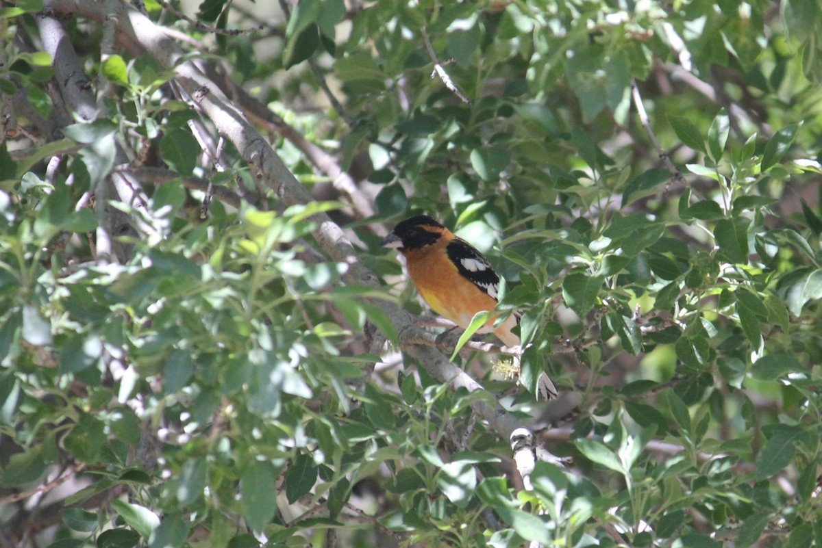 Black-headed Grosbeak - ML450007301