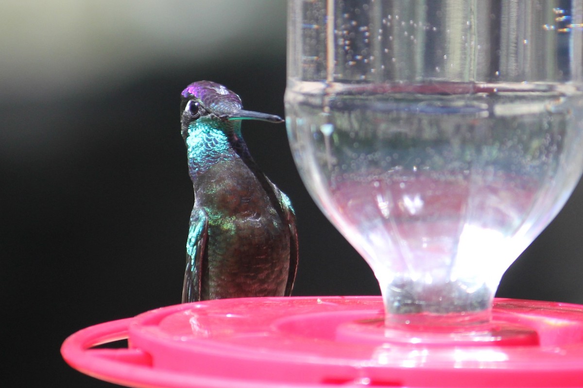 Rivoli's Hummingbird - ML450008871