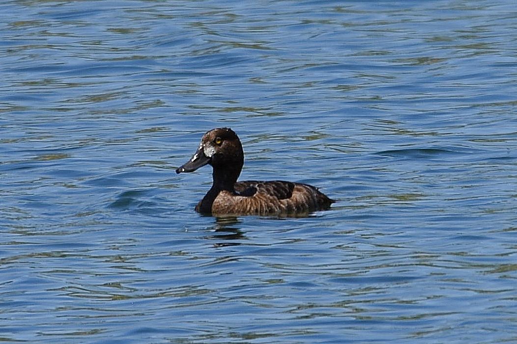 Lesser Scaup - ML450009381