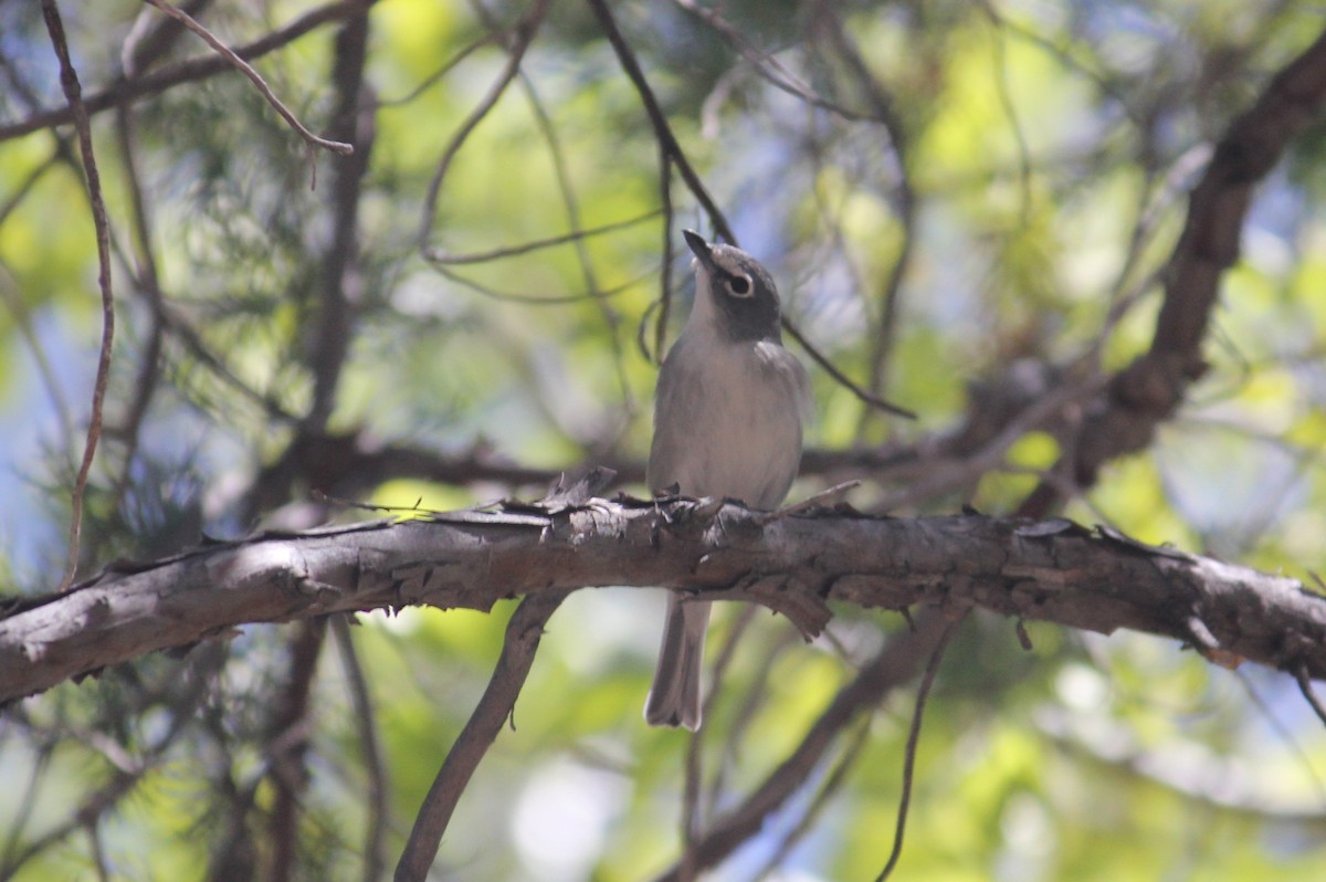 Plumbeous Vireo - ML450009431