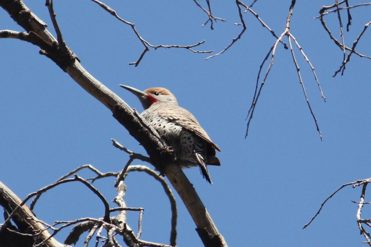 Northern/Gilded Flicker - ML450010031